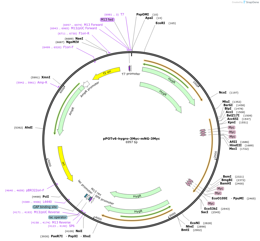 190218-plasmid-map-sequence-id-374798