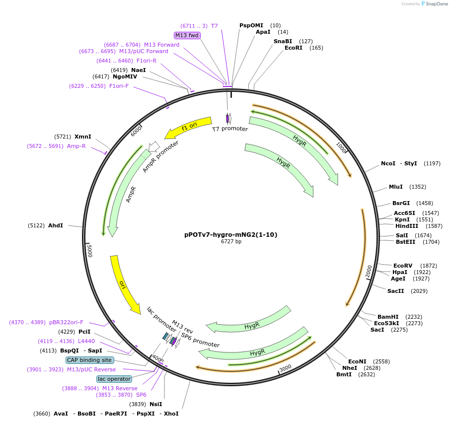 190216-plasmid-map-sequence-id-374799