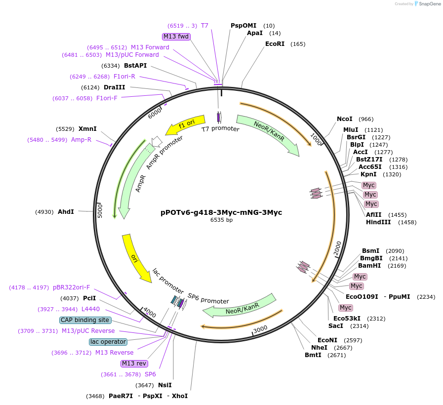 190217-plasmid-map-sequence-id-374800