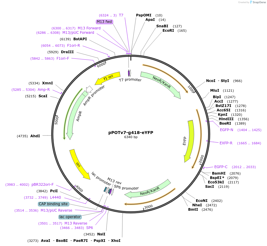 190220-plasmid-map-sequence-id-374801
