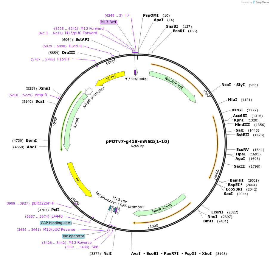 190214-plasmid-map-sequence-id-374806