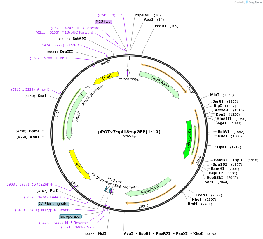 190213-plasmid-map-sequence-id-374818