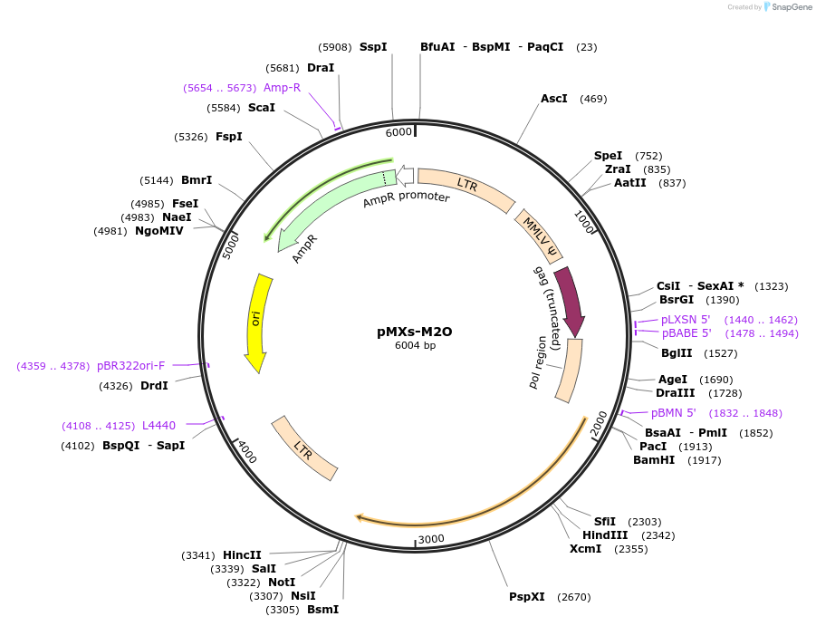 188034-plasmid-map-sequence-id-374821