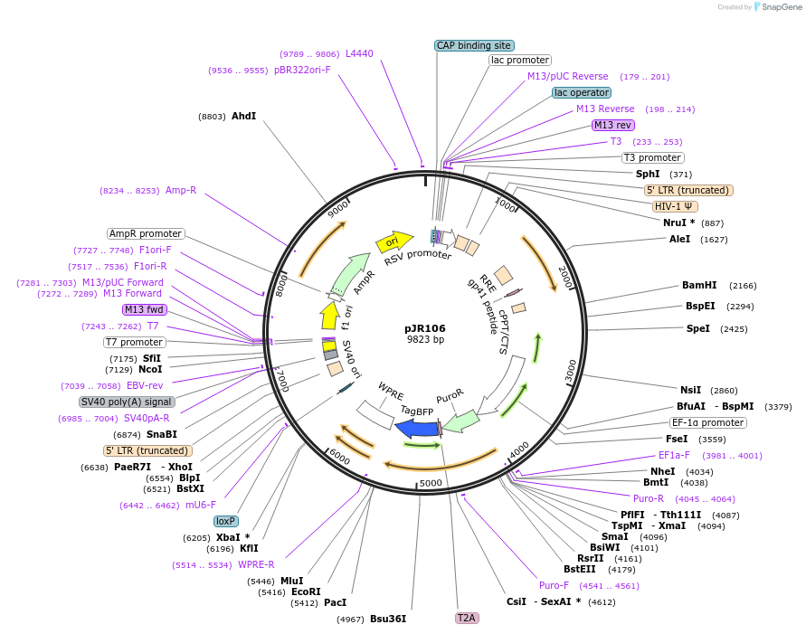 187244-plasmid-map-sequence-id-374824