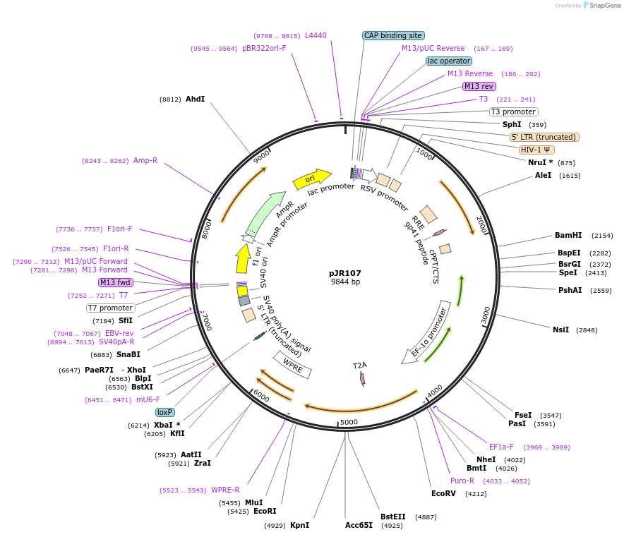 187245-plasmid-map-sequence-id-374825