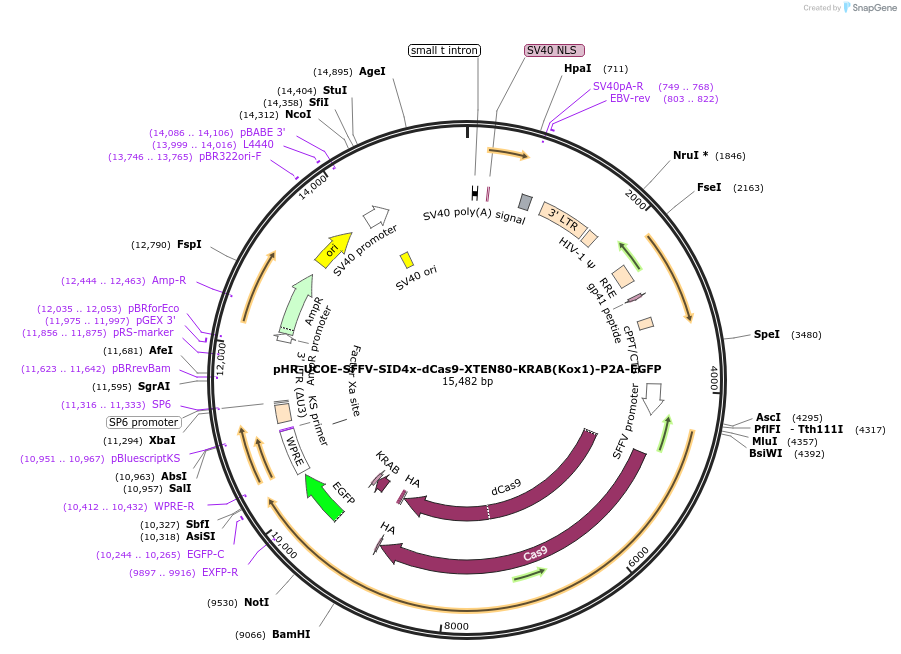 188901-plasmid-map-sequence-id-374829