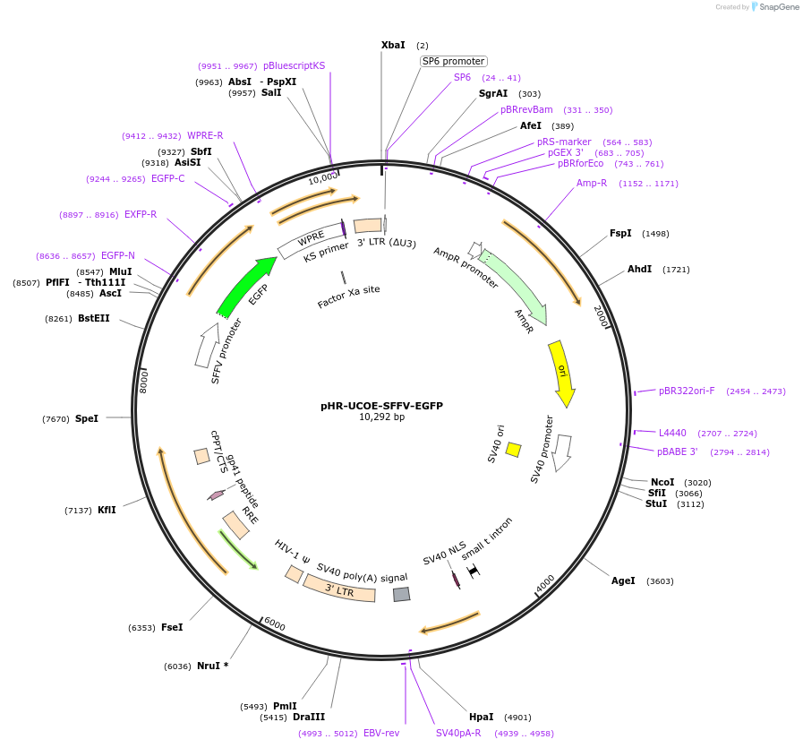 188900-plasmid-map-sequence-id-374830