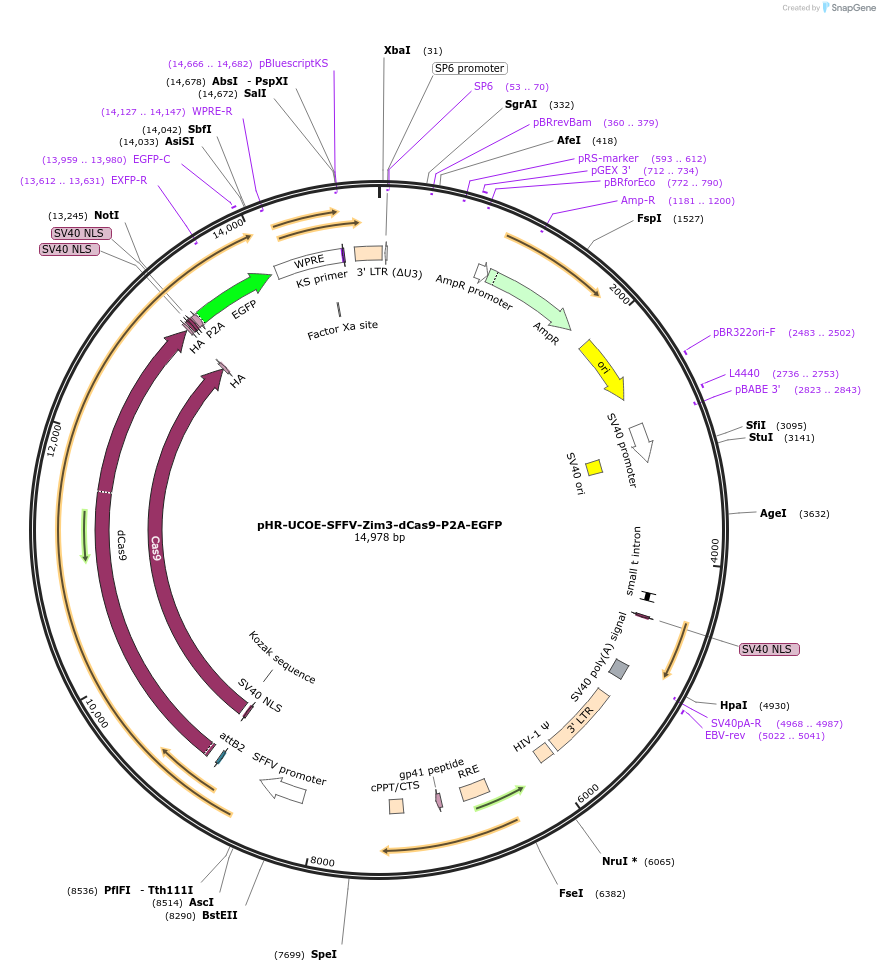 188899-plasmid-map-sequence-id-374831