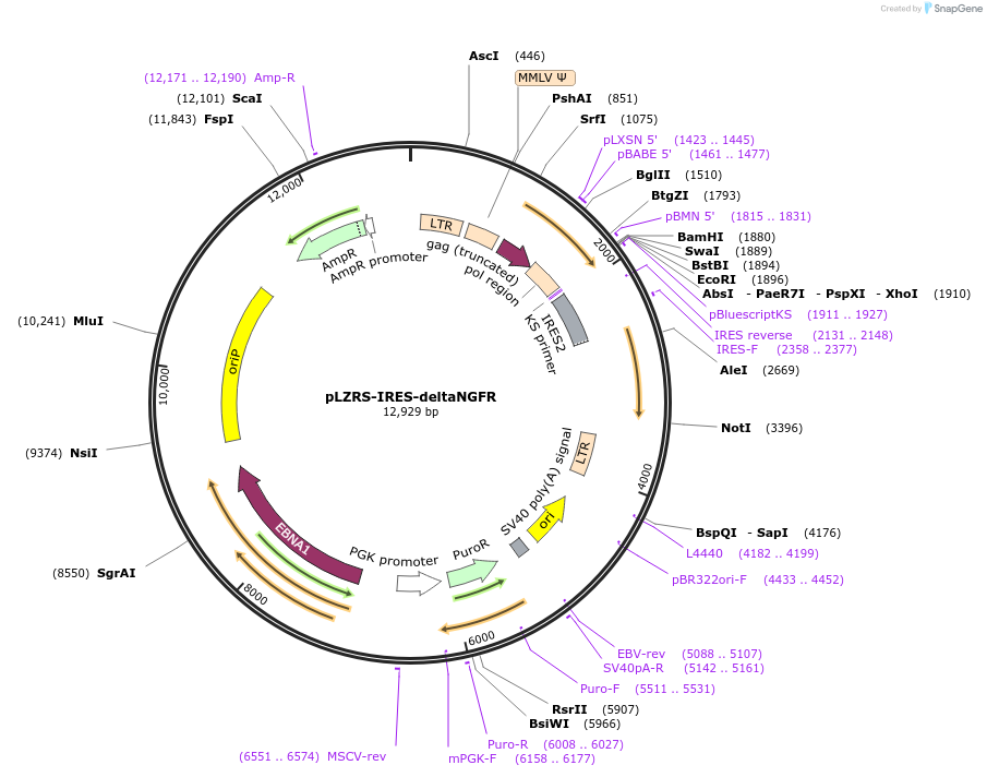 72930-plasmid-map-sequence-id-374834