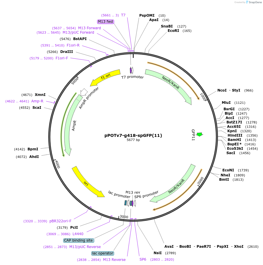 190257-plasmid-map-sequence-id-374840