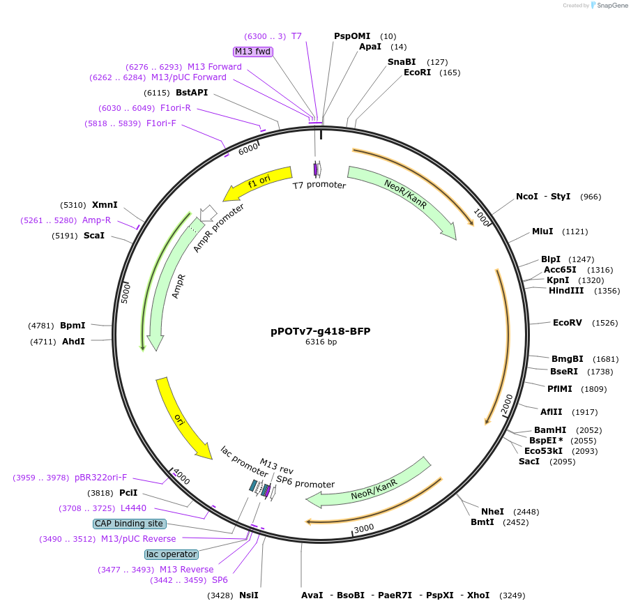 190259-plasmid-map-sequence-id-374841