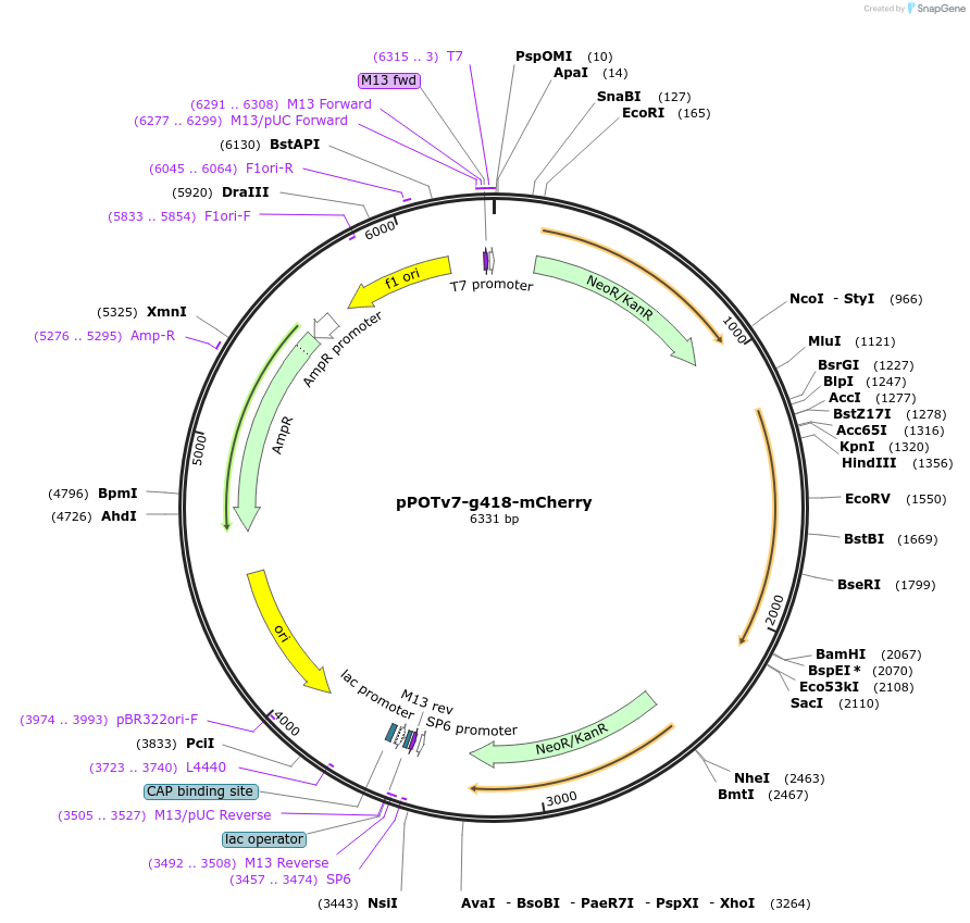 190261-plasmid-map-sequence-id-374842