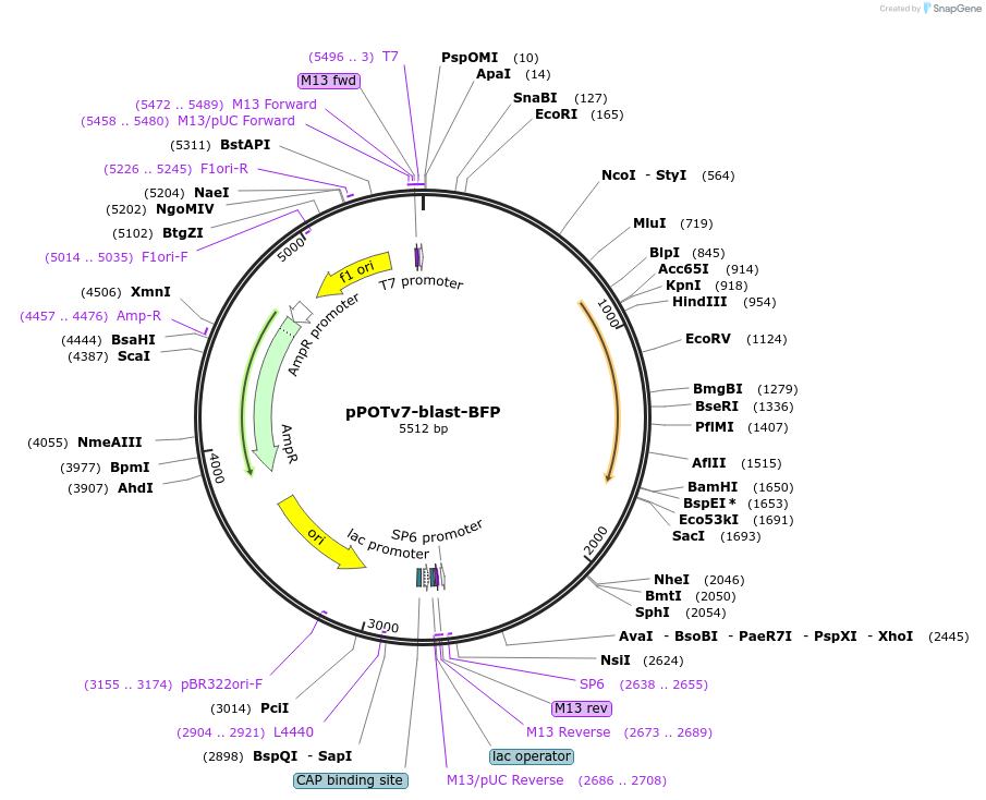 190258-plasmid-map-sequence-id-374843