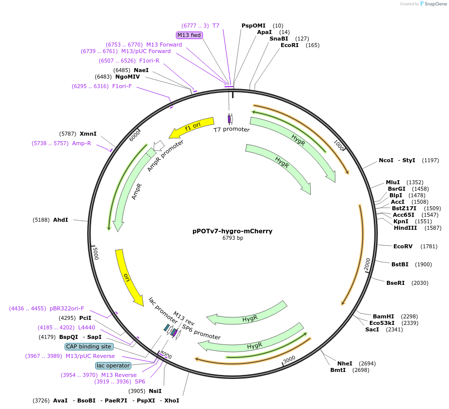 190262-plasmid-map-sequence-id-374844