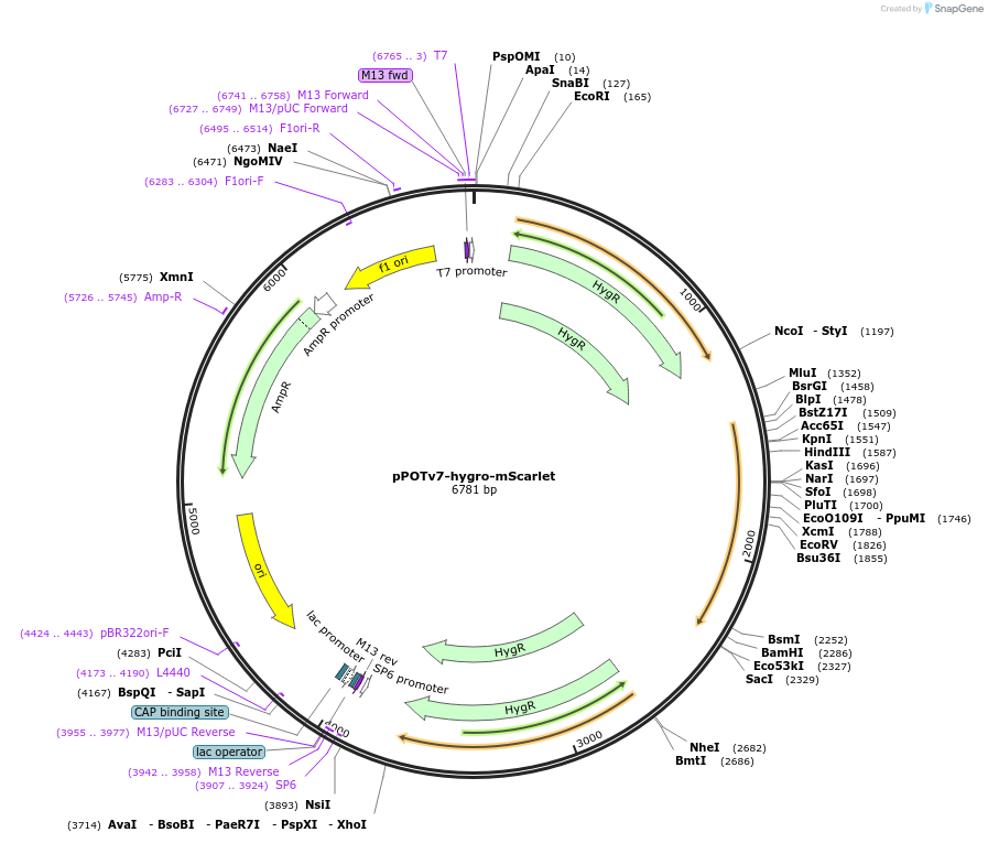 190263-plasmid-map-sequence-id-374845