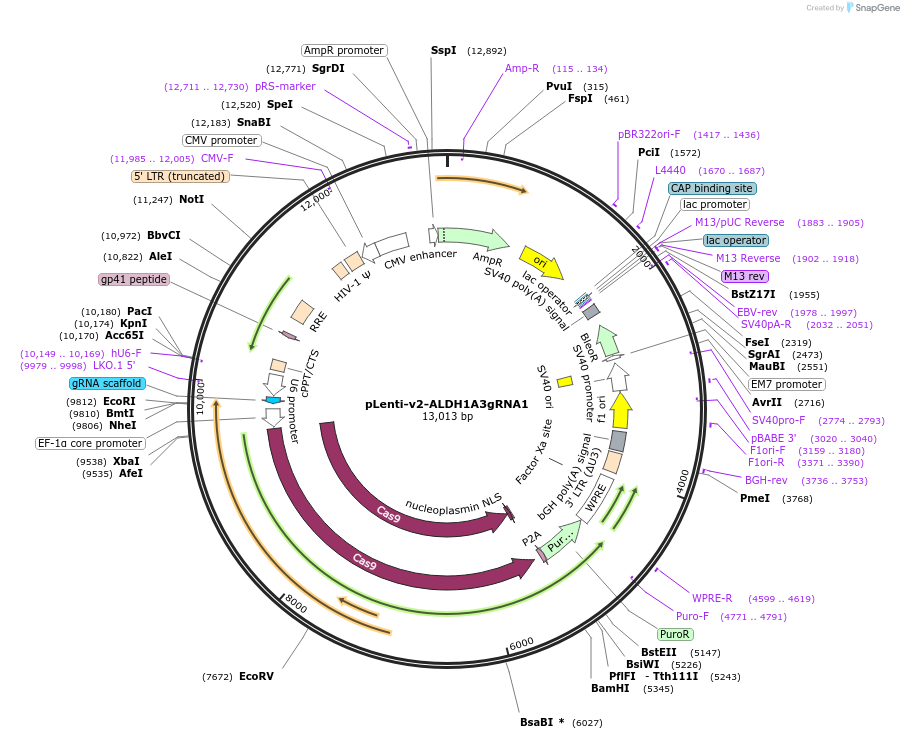 189746-plasmid-map-sequence-id-374848