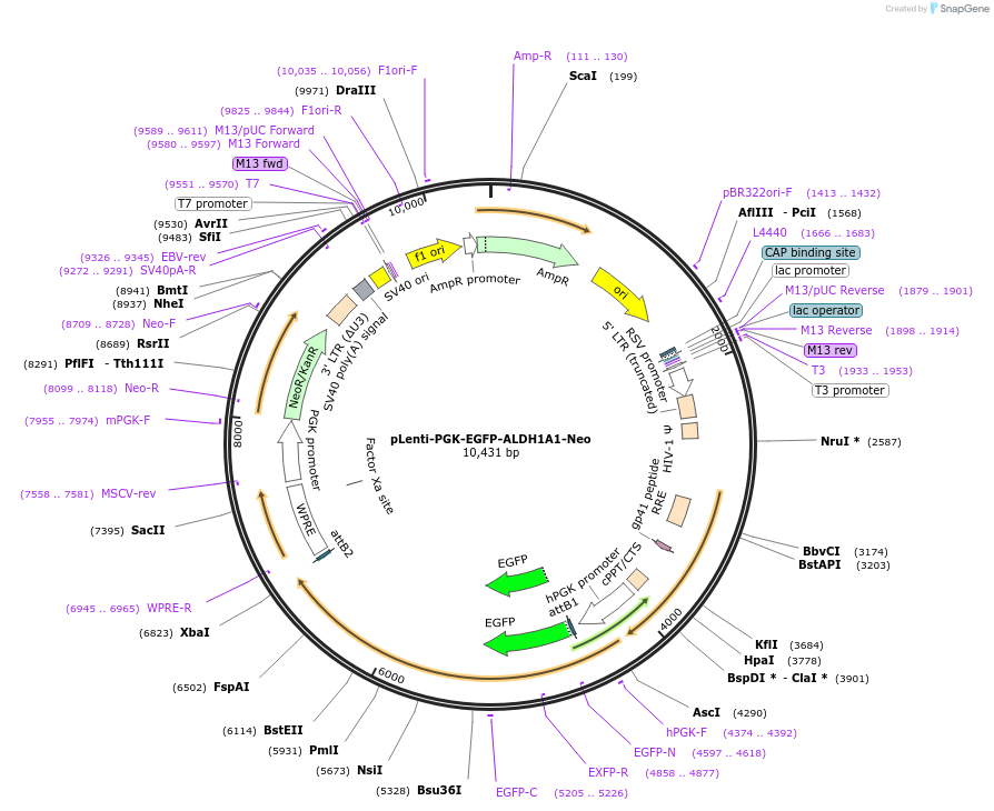 189742-plasmid-map-sequence-id-374849