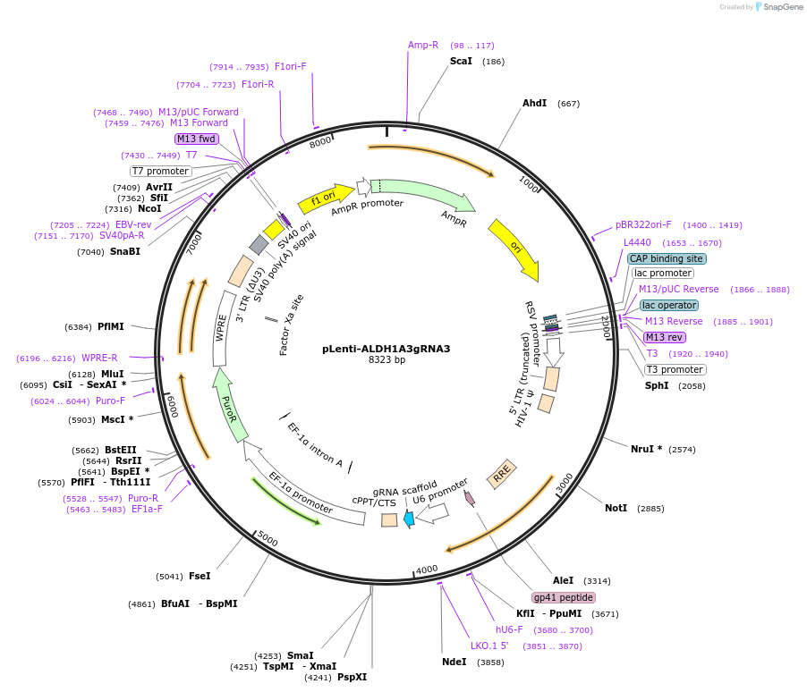 189748-plasmid-map-sequence-id-374850