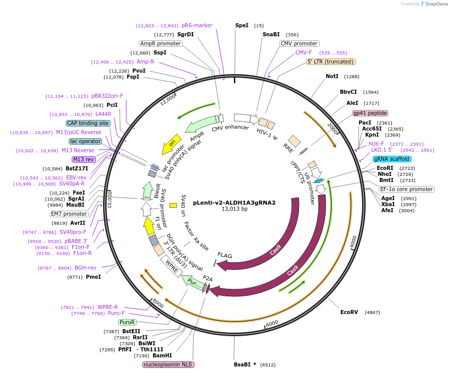 189747-plasmid-map-sequence-id-374853