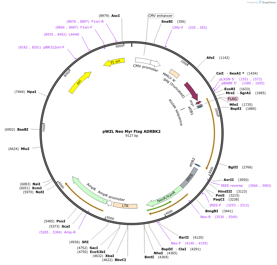 20419-plasmid-map-sequence-id-374855