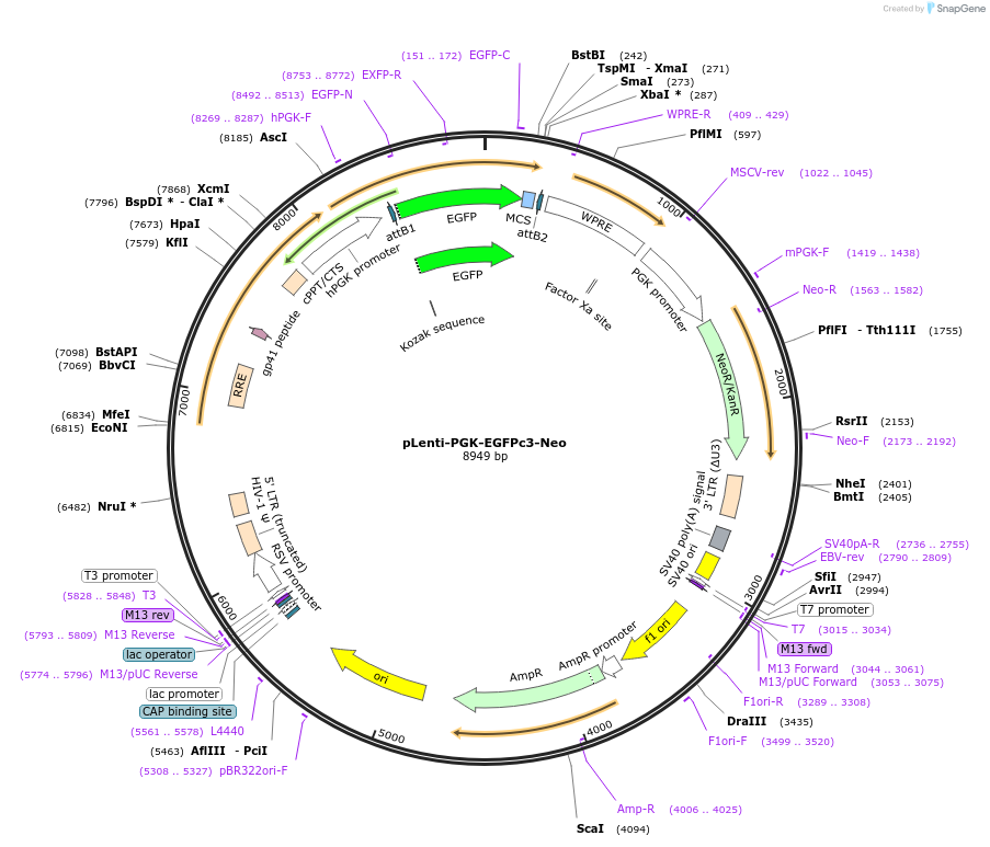 189741-plasmid-map-sequence-id-374857