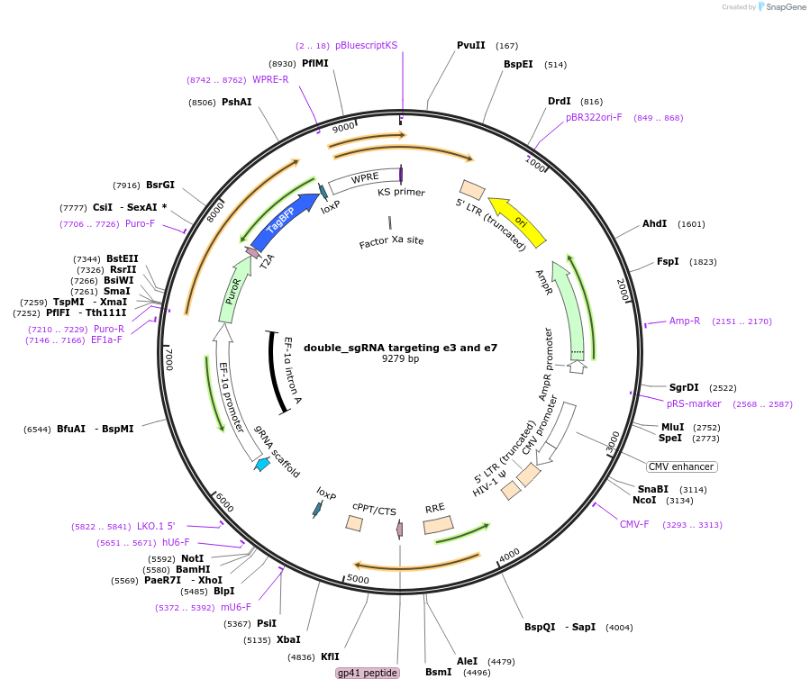 190689-plasmid-map-sequence-id-374859