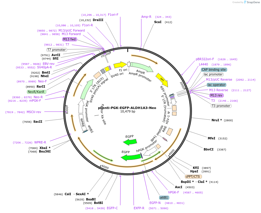 189744-plasmid-map-sequence-id-374861