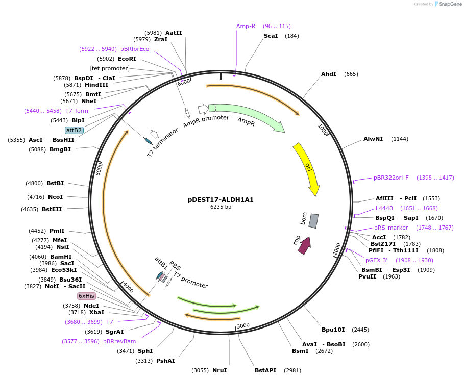 189749-plasmid-map-sequence-id-374862
