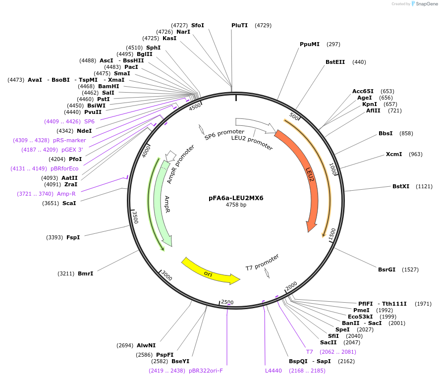 33138-plasmid-map-sequence-id-374866