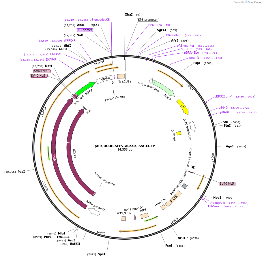 188898-plasmid-map-sequence-id-374870