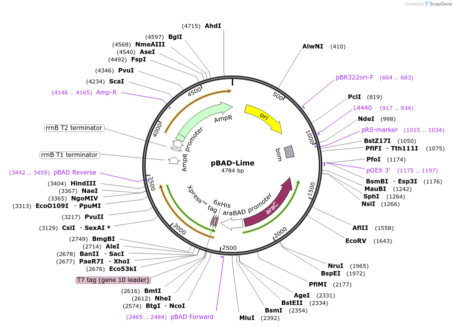 191255-plasmid-map-sequence-id-374871