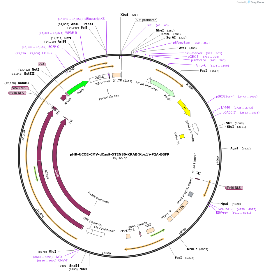 188772-plasmid-map-sequence-id-374872