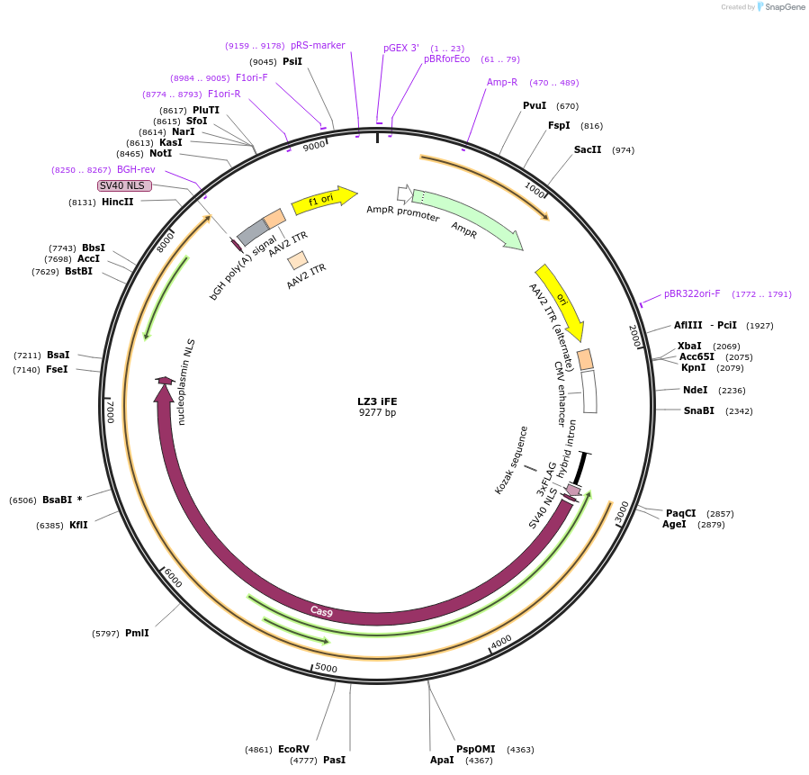 190143-plasmid-map-sequence-id-374873