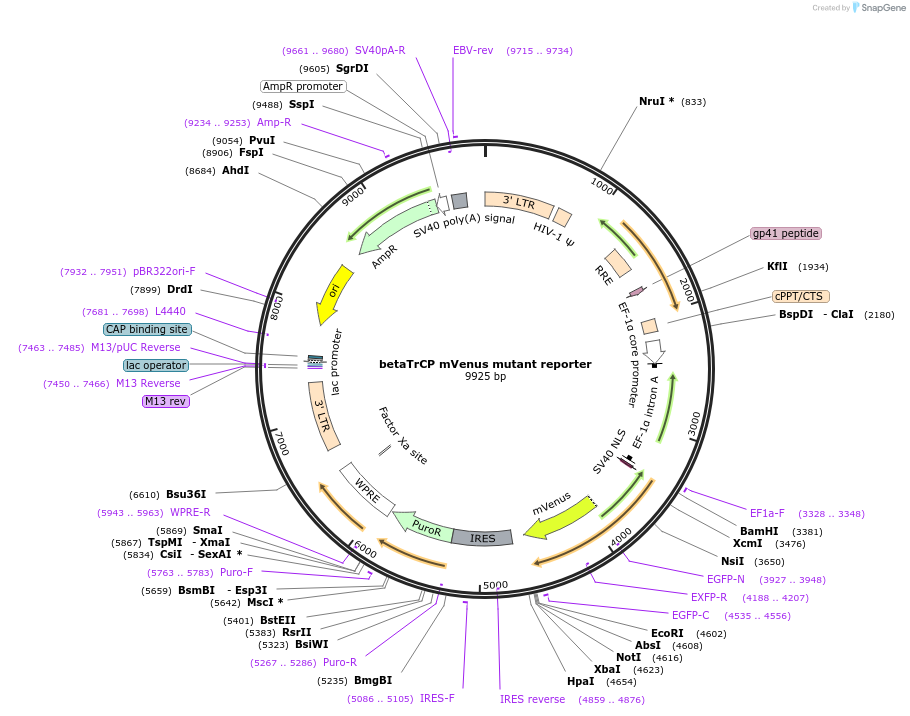 192459-plasmid-map-sequence-id-374874