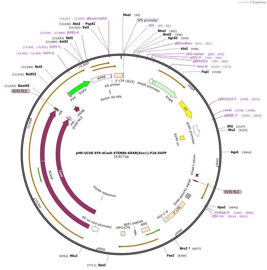 188771-plasmid-map-sequence-id-374875