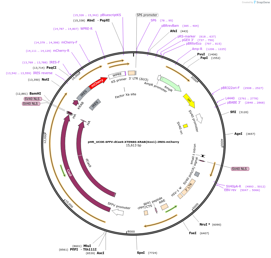 188770-plasmid-map-sequence-id-374877
