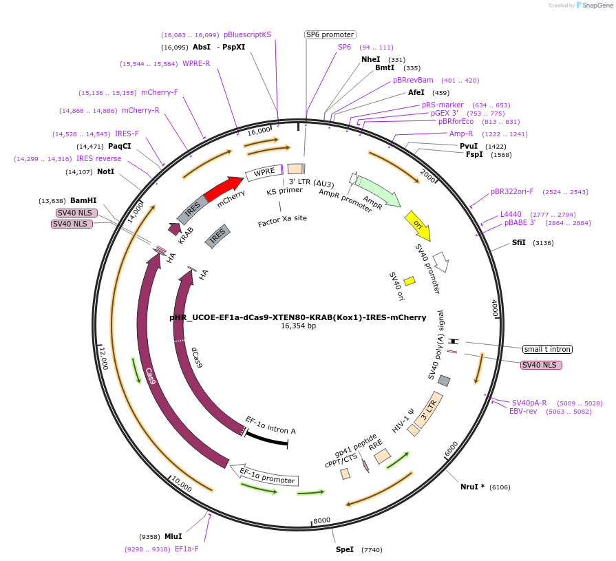 188769-plasmid-map-sequence-id-374878