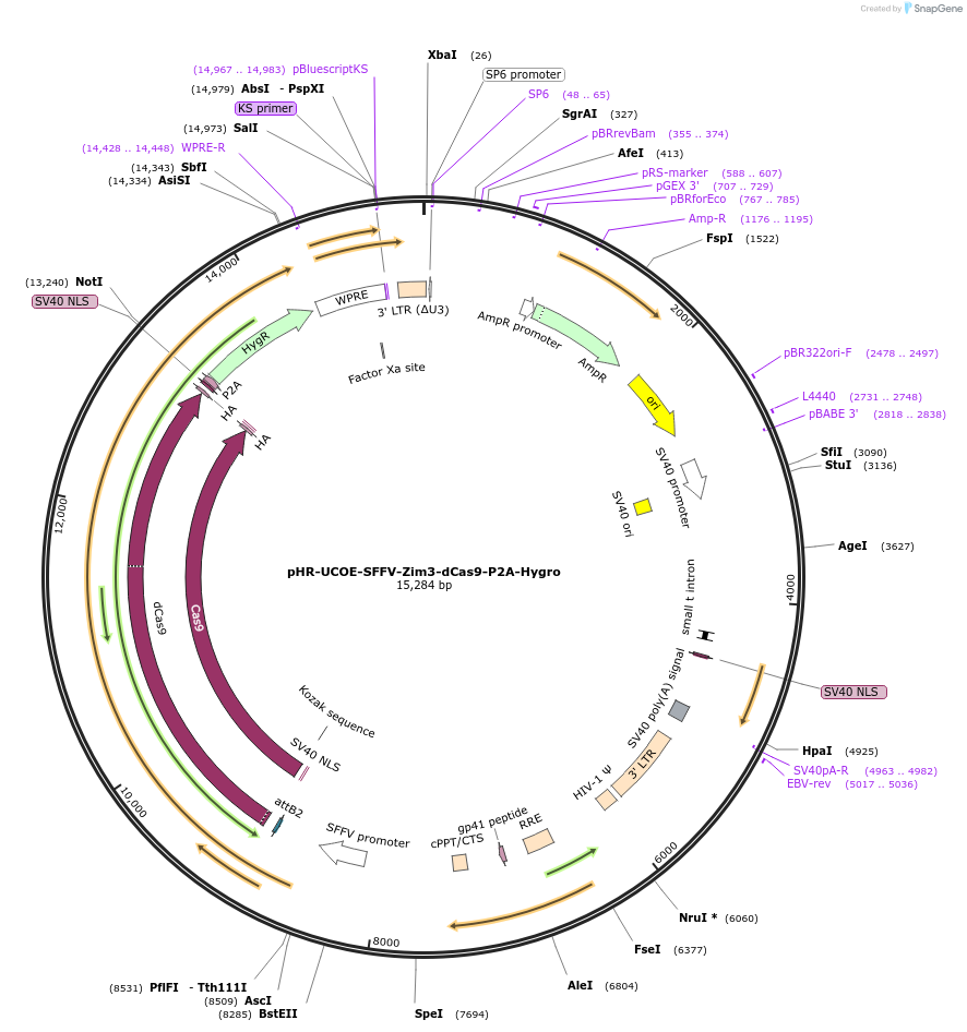 188768-plasmid-map-sequence-id-374880