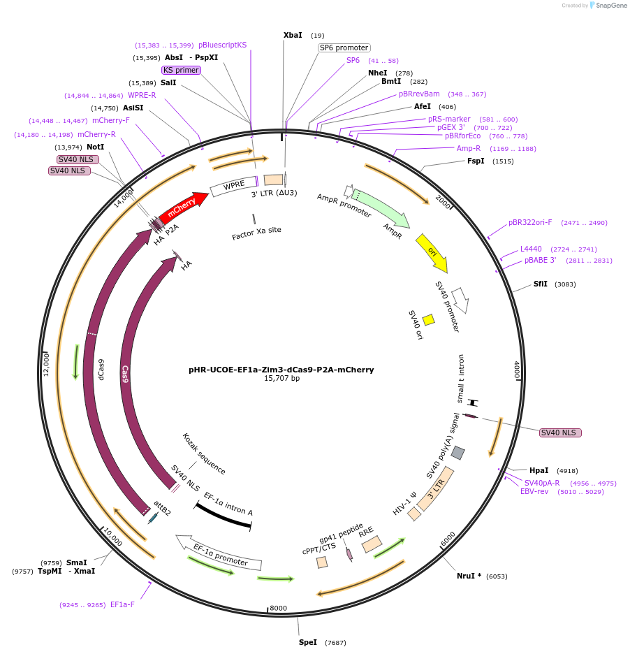 188766-plasmid-map-sequence-id-374881