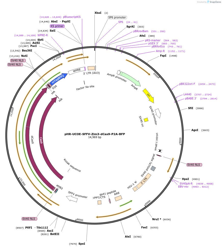188767-plasmid-map-sequence-id-374972