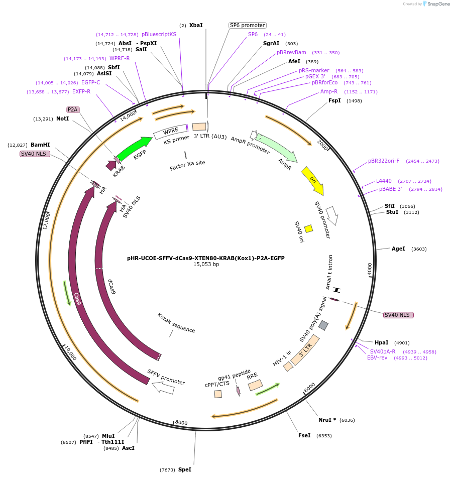 188765-plasmid-map-sequence-id-374976