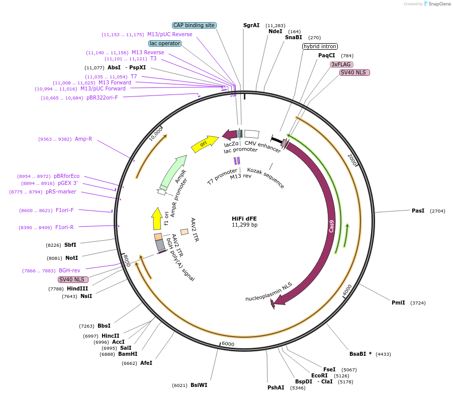 190142-plasmid-map-sequence-id-374983