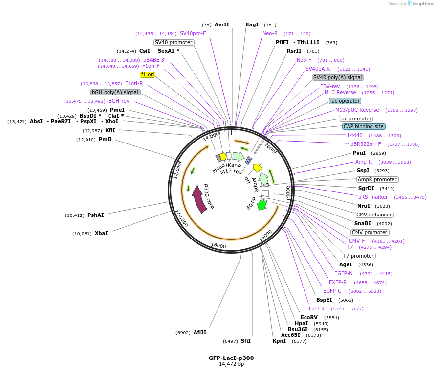 179270-plasmid-map-sequence-id-374991