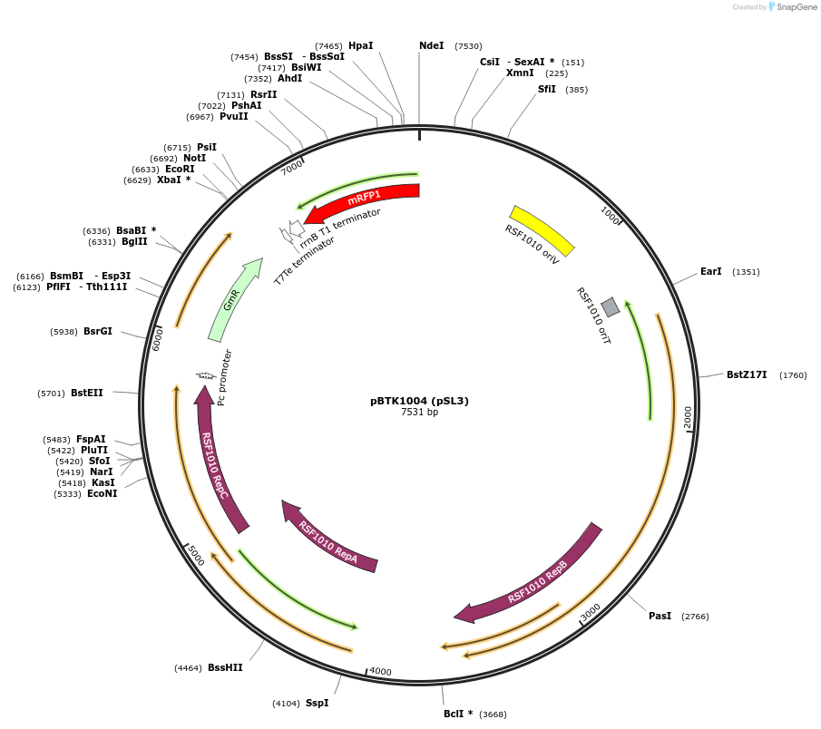 190999-plasmid-map-sequence-id-374993
