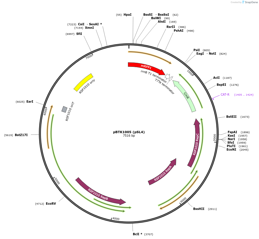 191000-plasmid-map-sequence-id-374996