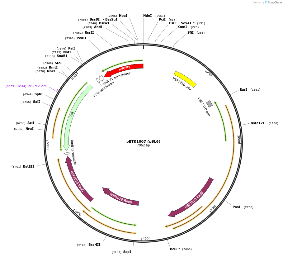 191002-plasmid-map-sequence-id-374997