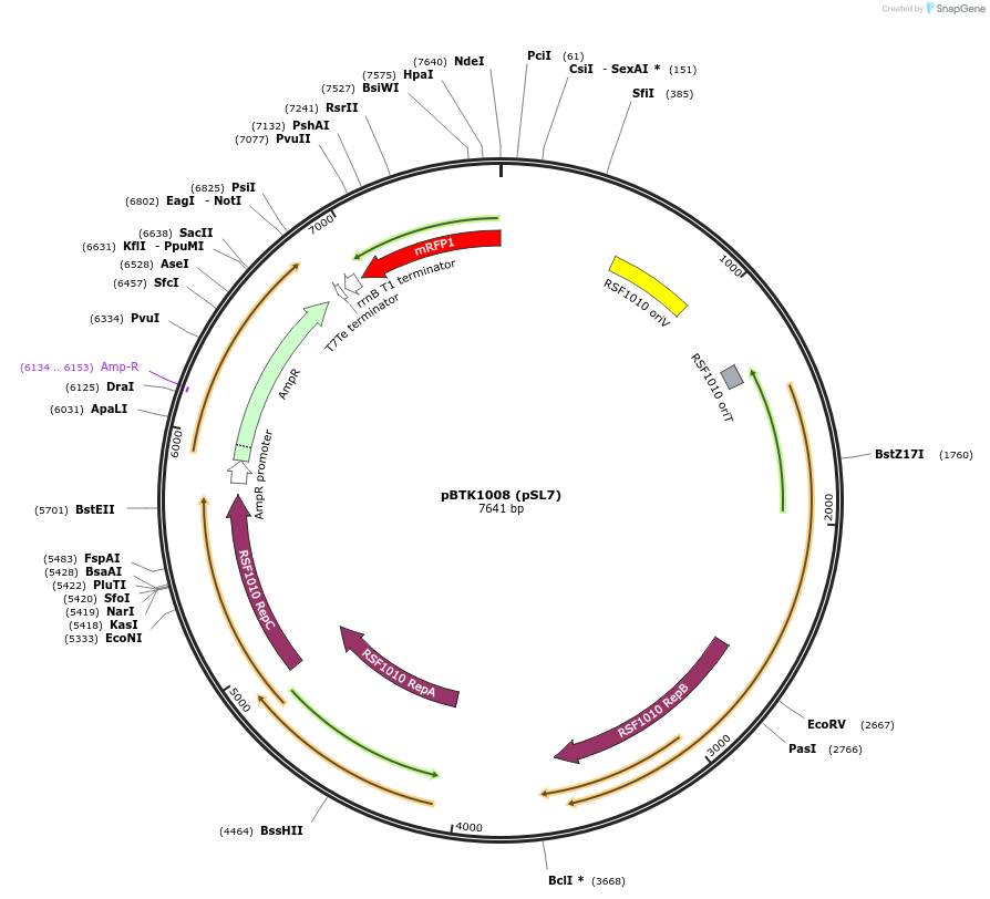 191003-plasmid-map-sequence-id-374999