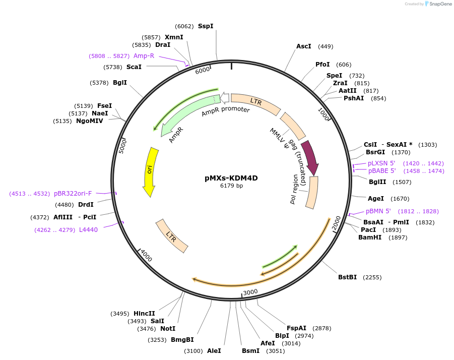 188234-plasmid-map-sequence-id-375033