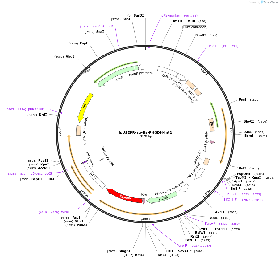 188682-plasmid-map-sequence-id-375035