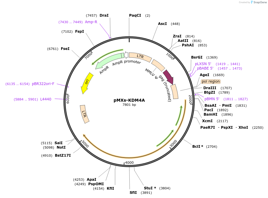 188233-plasmid-map-sequence-id-375036